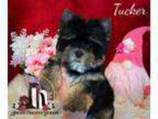 Yorkshire Terrier Puppy for sale in Brookhaven, MS, USA