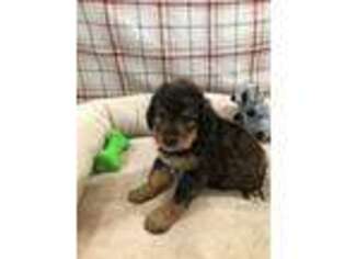 Mutt Puppy for sale in Greensburg, IN, USA