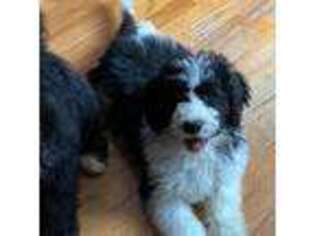 Mutt Puppy for sale in Candia, NH, USA