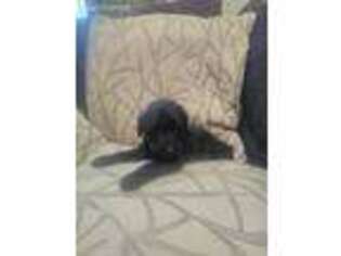 Labradoodle Puppy for sale in Greentown, IN, USA