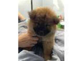 Chow Chow Puppy for sale in La Fayette, NY, USA