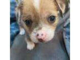 Chihuahua Puppy for sale in Asheville, NC, USA