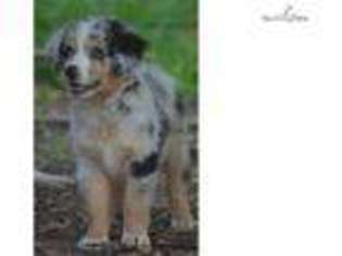 Miniature Australian Shepherd Puppy for sale in Meridian, MS, USA