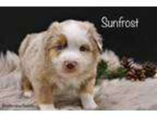 Miniature Australian Shepherd Puppy for sale in Lancaster, MN, USA