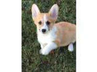 Pembroke Welsh Corgi Puppy for sale in Hawkinsville, GA, USA