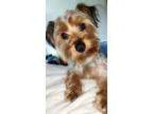 Yorkshire Terrier Puppy for sale in Bourbonnais, IL, USA