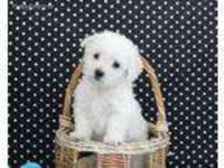 Bichon Frise Puppy for sale in Edon, OH, USA
