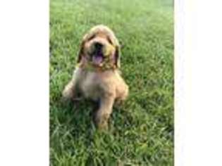 Labradoodle Puppy for sale in Kernersville, NC, USA
