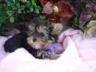 Yorkshire Terrier Puppy for sale in SEALY, TX, USA