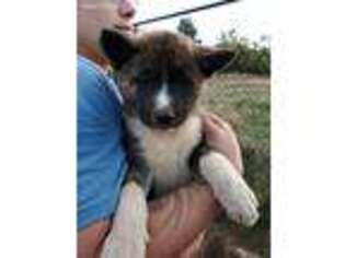 Akita Puppy for sale in Westernport, MD, USA