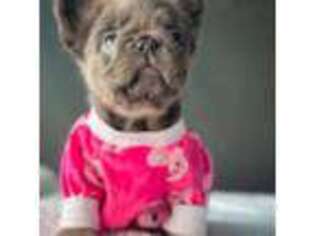 French Bulldog Puppy for sale in Porter, TX, USA