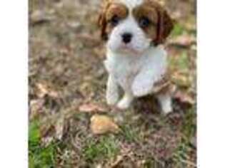 Cavalier King Charles Spaniel Puppy for sale in Florence, SC, USA