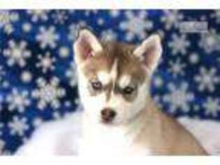 Siberian Husky Puppy for sale in Reno, NV, USA