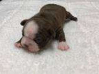 Boston Terrier Puppy for sale in Shelby, NC, USA