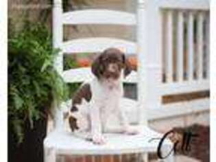 German Shorthaired Pointer Puppy for sale in Abbeville, SC, USA