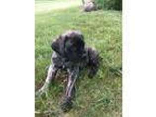 Mastiff Puppy for sale in Thornville, OH, USA
