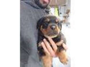 Rottweiler Puppy for sale in Pataskala, OH, USA