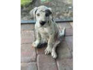 Great Dane Puppy for sale in Alva, FL, USA