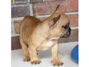 French Bulldog Puppy for sale in Reeds Spring, MO, USA