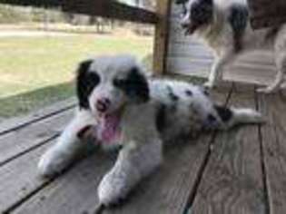 Australian Shepherd Puppy for sale in Williston, FL, USA