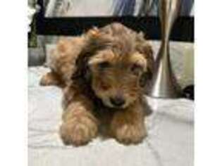 Mutt Puppy for sale in Antioch, CA, USA