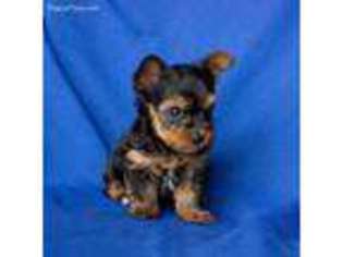 Yorkshire Terrier Puppy for sale in Walhonding, OH, USA