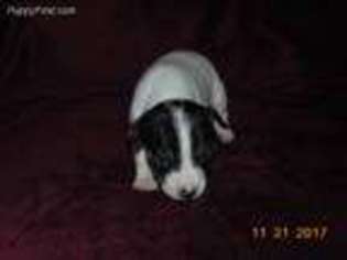 Rat Terrier Puppy for sale in Gonzales, CA, USA