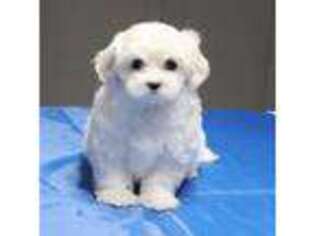 Maltese Puppy for sale in Saint Cloud, FL, USA