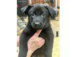 German Shepherd Dog Puppy for sale in Medina, OH, USA