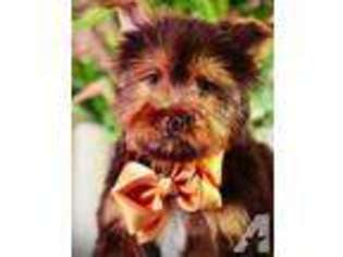 Yorkshire Terrier Puppy for sale in GREAT MILLS, MD, USA