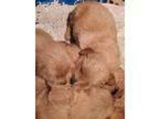 Golden Retriever Puppy for sale in Mountain Lake, MN, USA