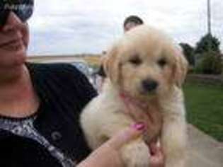 Golden Retriever Puppy for sale in Flanagan, IL, USA