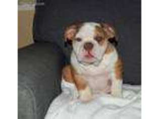 Bulldog Puppy for sale in Rosamond, CA, USA