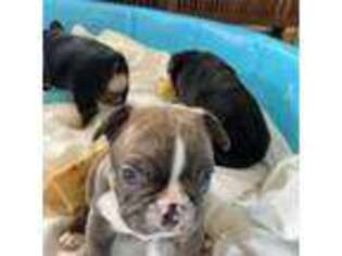 French Bulldog Puppy for sale in Belvedere Tiburon, CA, USA