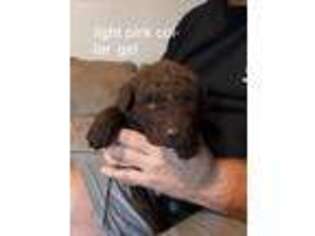 Chesapeake Bay Retriever Puppy for sale in Kinmundy, IL, USA