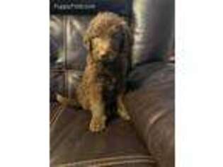 Labradoodle Puppy for sale in Finlayson, MN, USA