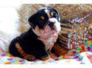 Bulldog Puppy for sale in Manteca, CA, USA