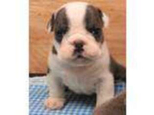 Bulldog Puppy for sale in Minerva, OH, USA