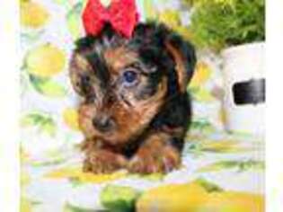 Yorkshire Terrier Puppy for sale in Paris, TX, USA