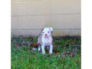 American Bulldog Puppy for sale in Tampa, FL, USA