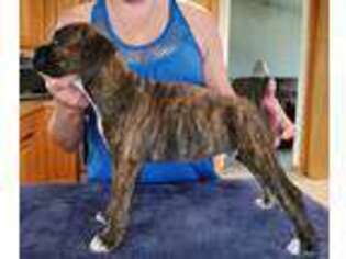 Boxer Puppy for sale in Fremont, MI, USA
