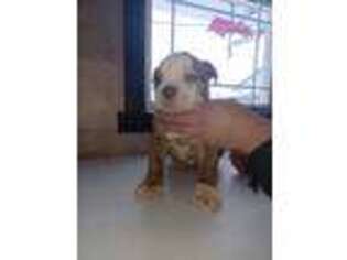 Alapaha Blue Blood Bulldog Puppy for sale in Shipshewana, IN, USA