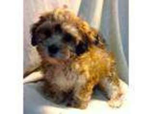 Havanese Puppy for sale in LOVELAND, CO, USA
