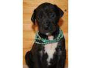 Great Dane Puppy for sale in Helena, MT, USA
