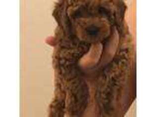 Mutt Puppy for sale in Hackensack, NJ, USA