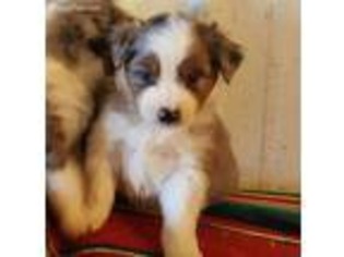 Miniature Australian Shepherd Puppy for sale in Russell, MN, USA