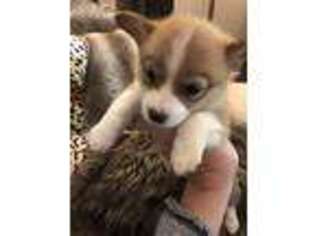 Pembroke Welsh Corgi Puppy for sale in Hoschton, GA, USA