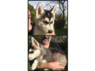 Siberian Husky Puppy for sale in Lowville, NY, USA
