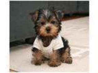 Yorkshire Terrier Puppy for sale in DANBURY, CT, USA