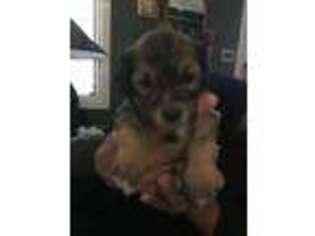 Havanese Puppy for sale in Kitty Hawk, NC, USA